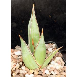 Sansevieria pinguicula 5-inch pots